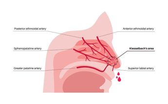 Graph of Blood Vessels in the Nose